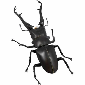 Revogeo Prosopocoilus Giraffa / Giraffe Stag Beetle
