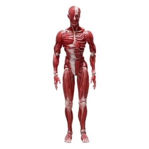 ORIGINAL CHARACTER - Human Anatomical Model Figma Action Figure #SP-142