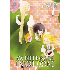 A WHITE ROSE IN BLOOM 3