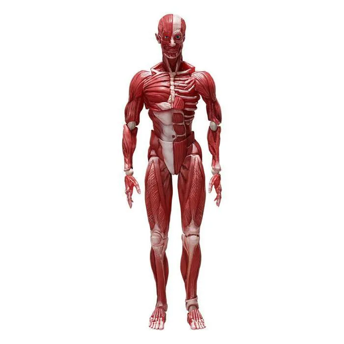 ORIGINAL CHARACTER - Human Anatomical Model Figma Action Figure #SP-142