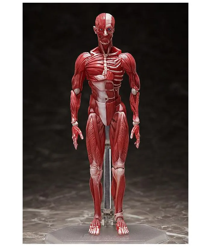 ORIGINAL CHARACTER - Human Anatomical Model Figma Action Figure #SP-142