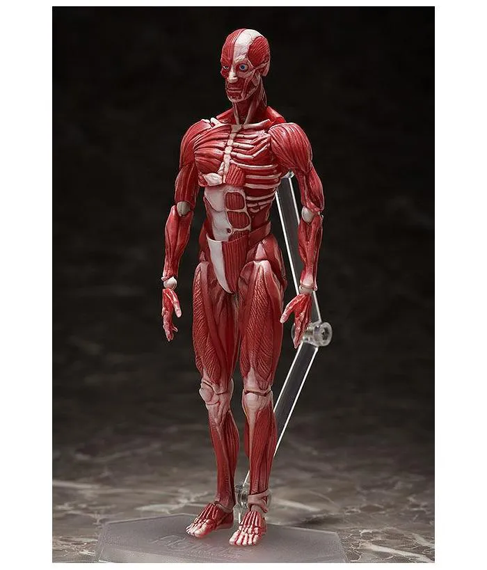 ORIGINAL CHARACTER - Human Anatomical Model Figma Action Figure #SP-142