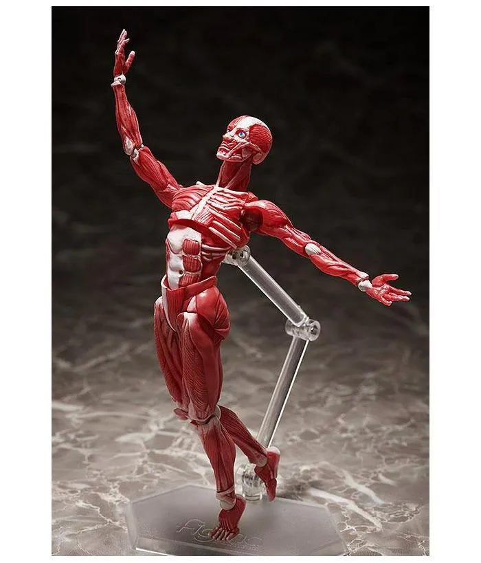 ORIGINAL CHARACTER - Human Anatomical Model Figma Action Figure #SP-142